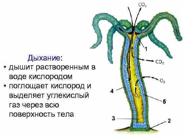 Нарко сайт кракен